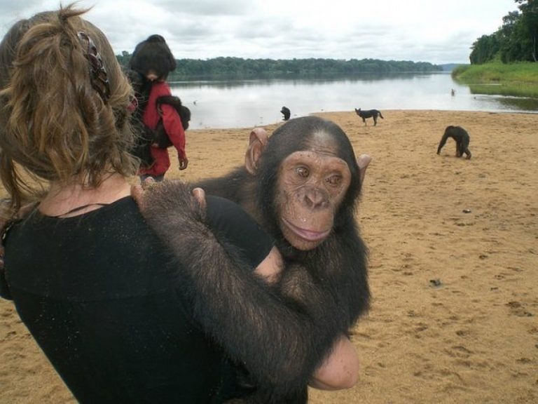 L’île aux singes d’Edéa