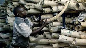 Le Zimbabwe s’active pour une levée d’embargo sur la vente d’ivoire