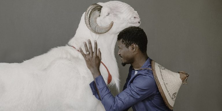 Les ladoums, moutons XXL sénégalais, s’exposent à la Biennale de Dakar
