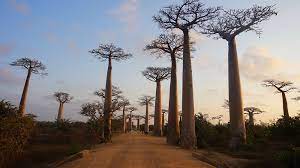 L’allée des baobabs de Madagascar