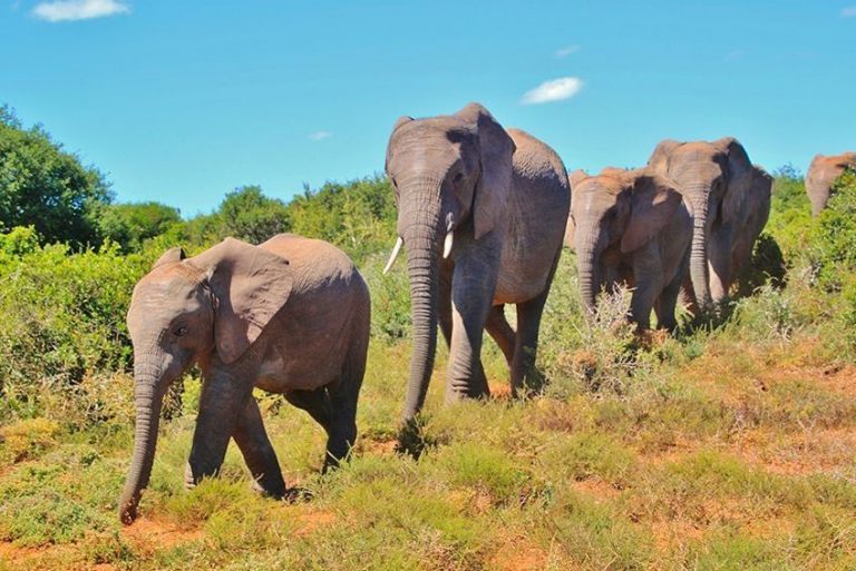 Le Parc National des Eléphants d’Addo en Afrique du Sud