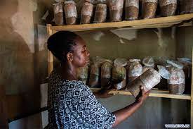 La technologie chinoise Juncao apporte de l&rsquo;espoir aux producteurs de champignons en RCA