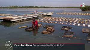 Gastronomie : des huîtres de Noirmoutier produites au Sénégal