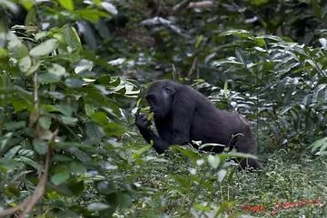 Des vacances au Gabon entre mer et forêt tropicale !