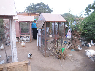 La ferme « Youyou », un autre « petit musée » à Niamey