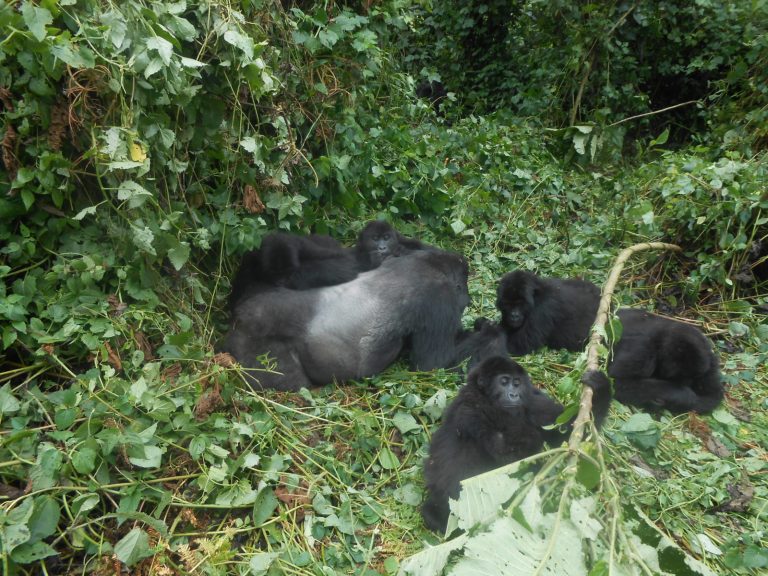 Le Parc National De Kahuzi