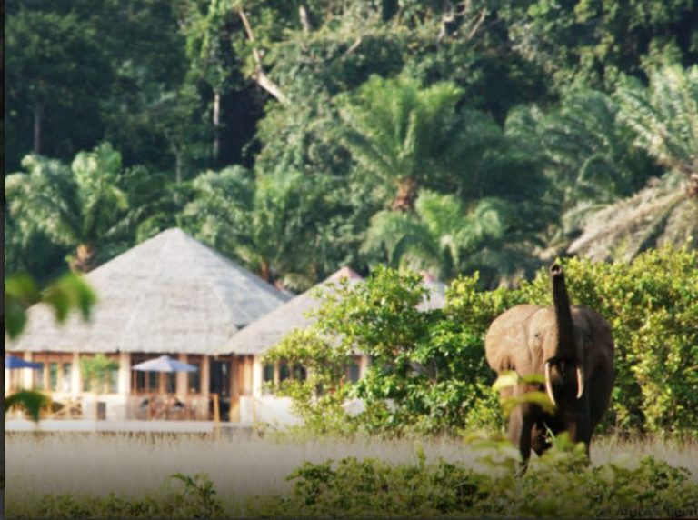 Gabon : A la découverte du parc national de Pongara, une merveille naturelle