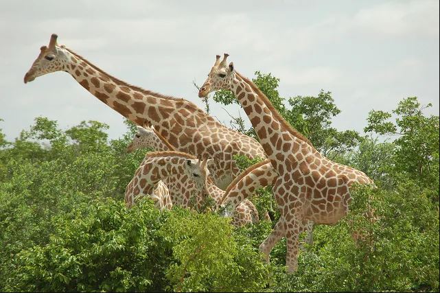 La réserve de girafes de Kouré