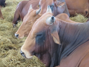 En S’Associant Avec nChain, eLivestock Offre La Traçabilité Du Bétail En Afrique