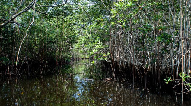 Parc National D’Akanda