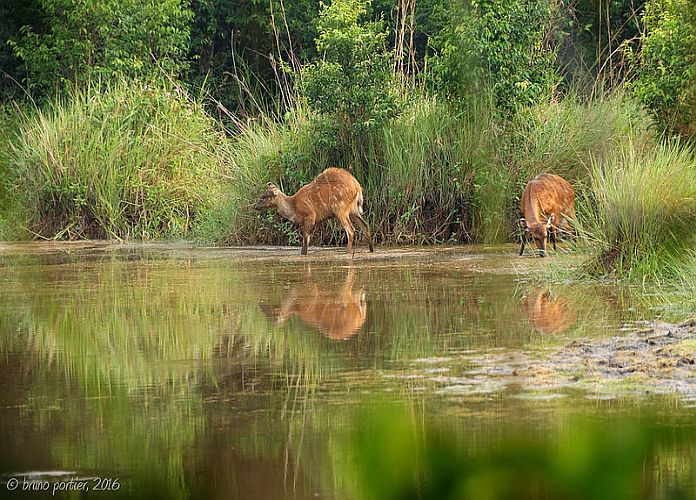 Réserve De Lesio Louna : Un Magnifique Parc Africain