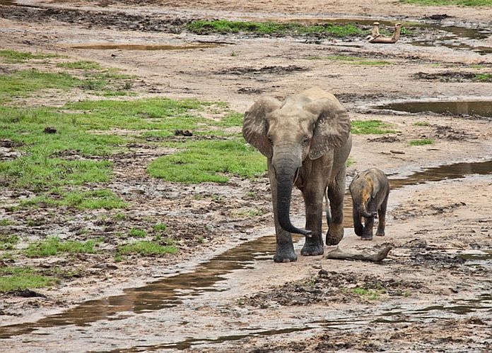 Parc National De Dzanga-Ndoki : Un Voyage Au Paradis