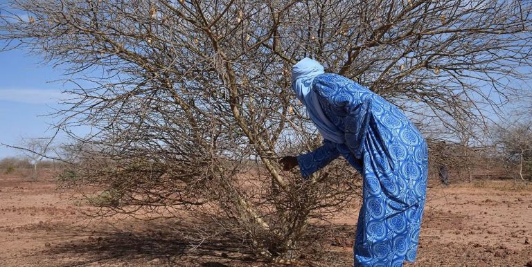 Ce Que L’Afrique Attend Vraiment De La COP27