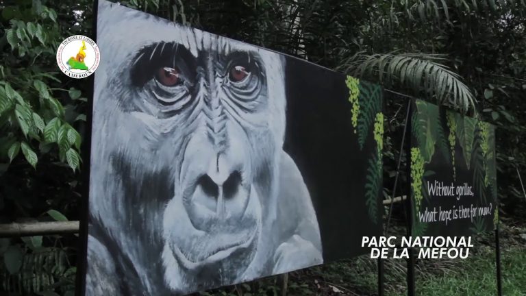 Le Parc National De Mefou