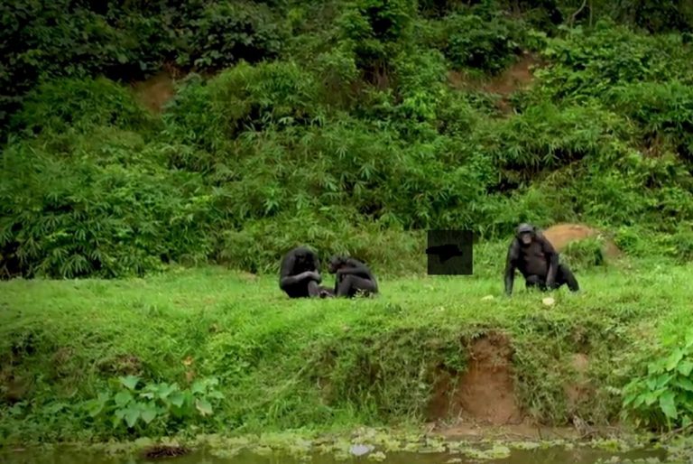 « Lola Ya Bonobo », Un Sanctuaire Naturel Dédié À La Protection Des Bonobos En RDC