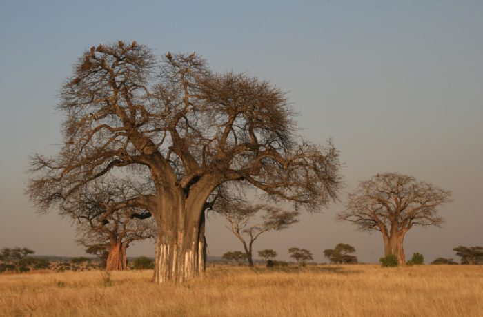Voyage Au Burkina Faso