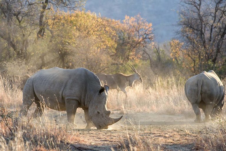 Mokolodi Nature Reserve