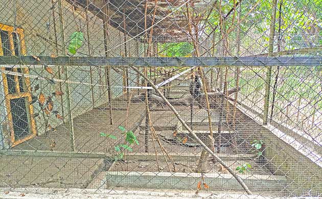 Le Parc Zoologique Et Botanique De Brazzaville: Deux Vocations Conjuguées.