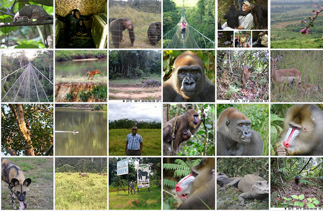 Bakoumba : Le Parc De La Lékédi