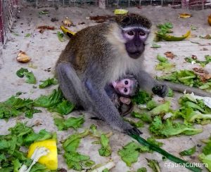 Fauna Cultura Togo