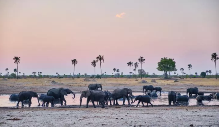Zimbabwe: Faciliter La Coexistence Des Eléphants