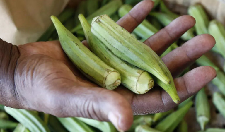 Pensez à Consommer du Gombo!