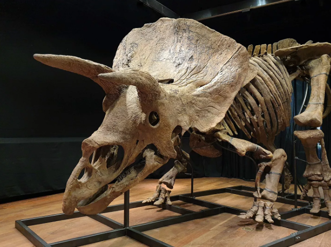 Maroc: Trafic Lucratif de Fossiles de Dinosaures